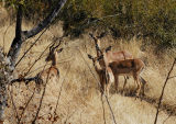 Impala Family