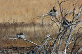 Cormorant Nests & Chicks