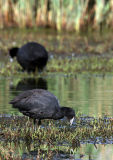 Red-knobbed Coot