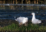 Grey-headed Gulls - Feeding Time !