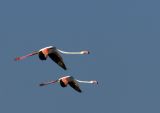 Greater Flamingo