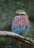 Lilacbreasted Roller