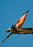 Southern Carmine Bee-Eater