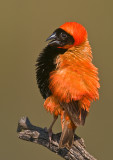 Red Bishop