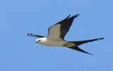 66406c - Swallowtail Kite