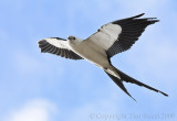 66409c - Swallowtail Kite