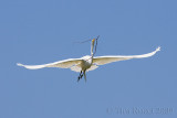 66630c - Great Egret flight #4
