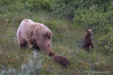 70823c   - Grizzly sow with cubs