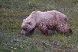 70824c  - Grizzly Bear sow