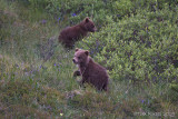 70828c     - Grizzly Cubs