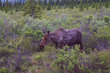 67030 - Moose yearling