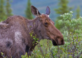 40d-7028  -  Moose
