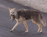 40d-7108c      - Coyote with showshoe hare