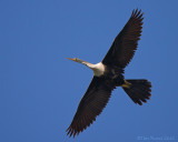 83781 - Anhinga in flight