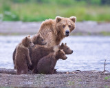 88061 - Grizzly Sow with 4 Cubs