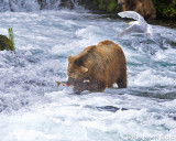 87079 - Bear catching salmon
