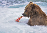87162 - Grizzly with fish