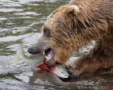 87326  - Bear catching salmon