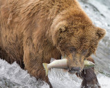 87632  - Bear catching salmon