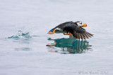 88825 - Horned Puffin