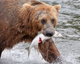 40_11963 - Bear catching salmon