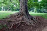 Roots of a mulberry tree