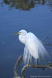 01037  Great Egret