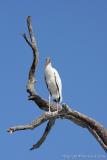 11446  - Wood Stork