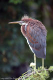 14759  Tricolor Heron