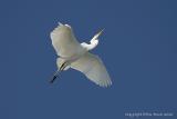 12580 - Great Egret