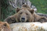15550 - Kodiak Bear