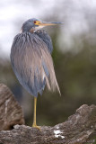 39355c  - Tricolor Heron