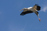40d-1067c - Wood Stork