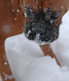 snow-dogs-040.jpg