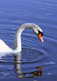 swan3.jpg
