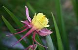 yellowflower.jpg