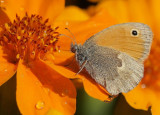 Coenonympha pamphilus, procris 