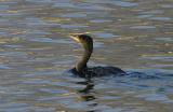 Grand Cormoran | Phalacrocorax carbo | 