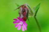 Lychnis dioica