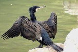  	Phalacrocorax carbo