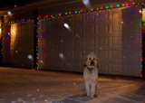 Teddy & Christmas lights