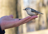 A bird in the hand