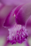 Pink Orchid