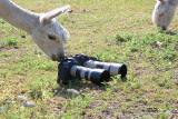 Alpacas like Canons