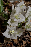 White bougainvillea