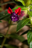 Bat faced cuphea