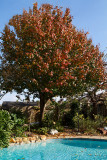 Autumn leaves in Texas