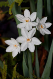 December daffodils