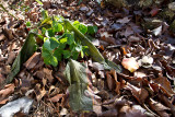 Another frost damaged plant