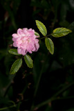 Tiny pale pink rose